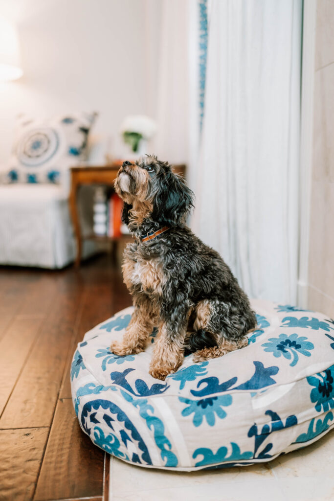 A small, curly-haired black and brown dog sits on a round cushion with blue and white patterns in a cozy living room with wooden floors—perfectly styled by an interior design company Boerne TX loves for its light-colored furnishings.