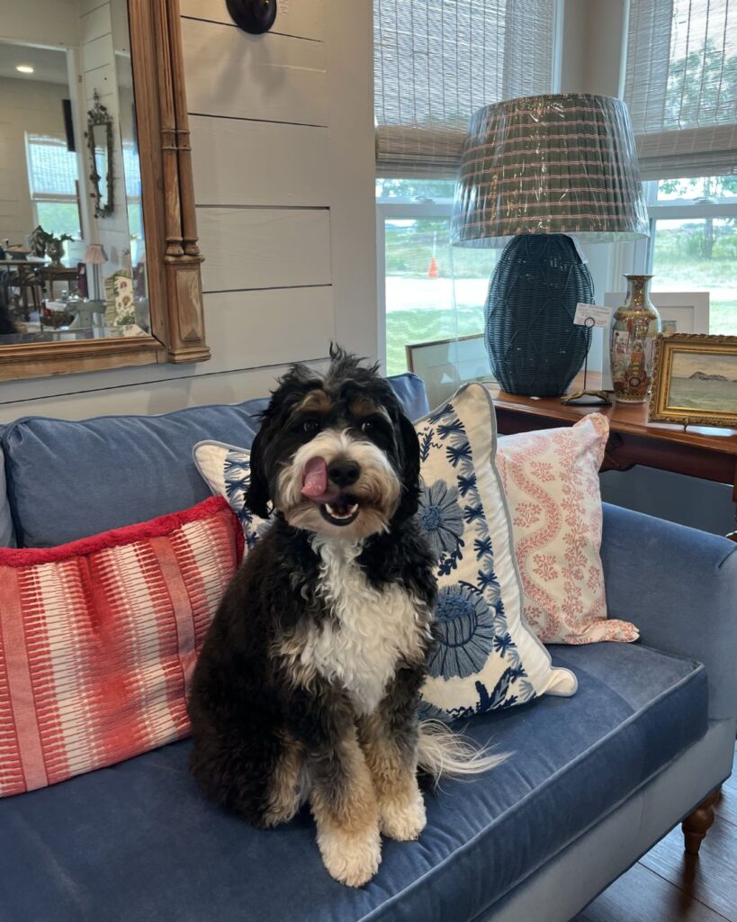 A fluffy black and white dog sits on a blue couch, licking its nose. The stylish living room, designed by an interior designer Boerne TX, features patterned cushions, a cozy lamp, decor accents, and large windows in the background.